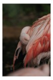 Tablou Canvas, "Flamingo adormit &icirc;n culori delicate", Roz, Penaj, Flamingo, Delicat, Serenitate, Odihnă, Natură, Eleganță., 26 x 39 cm, CMCLASS
