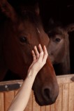 Tablou Canvas, "M&acirc;ng&acirc;ierea calului &icirc;n lumina bl&acirc;ndă", Nu pot identifica persoane sau animalele din imagini, dar pot spune că sunt doi cai &icirc;ntr-o grajd