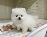 Pomeranian mini