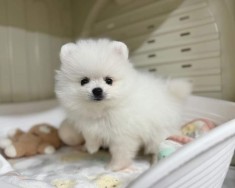 Pomeranian mini