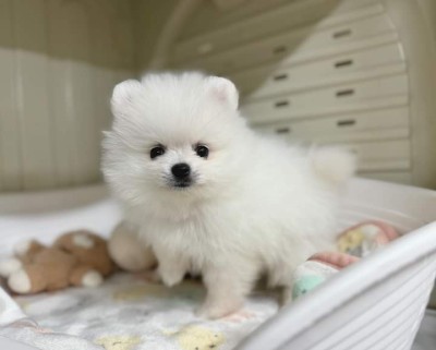Pomeranian mini foto
