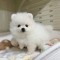Pomeranian mini