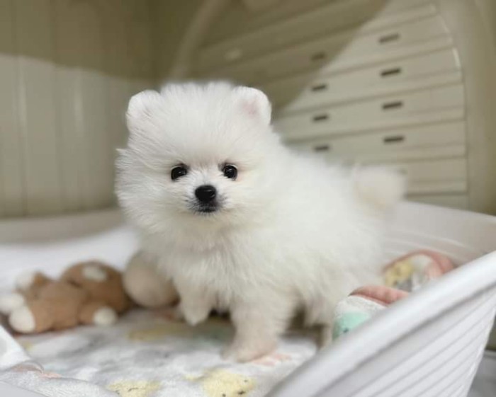 Pomeranian mini