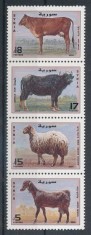 SIRIA 2004 FAUNA ANIMALE DOMESTICE foto