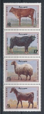 SIRIA 2004 FAUNA ANIMALE DOMESTICE foto