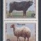 SIRIA 2004 FAUNA ANIMALE DOMESTICE