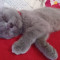 Femela scottish fold, caut familie iubitoare