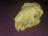 CRANIU Didactic vechi,craniu masiv cu mandibula mobila dinti inferiori-superiori