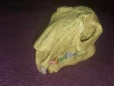 CRANIU Didactic vechi,craniu masiv cu mandibula mobila dinti inferiori-superiori