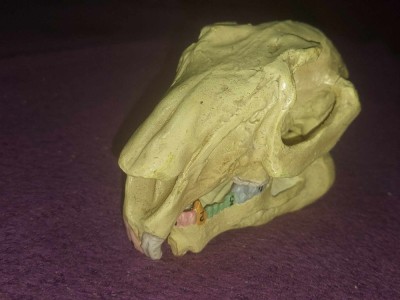 CRANIU Didactic vechi,craniu masiv cu mandibula mobila dinti inferiori-superiori foto