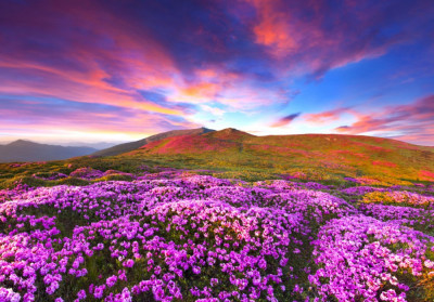 Fototapet Flori de rhododendron in apus de soare, 220 x 135 cm foto