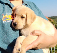 Labrador retriever- cateluse de 8 saptamani cu carnet de sanatate. foto