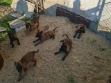 Belgian Malinois