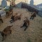 Belgian Malinois