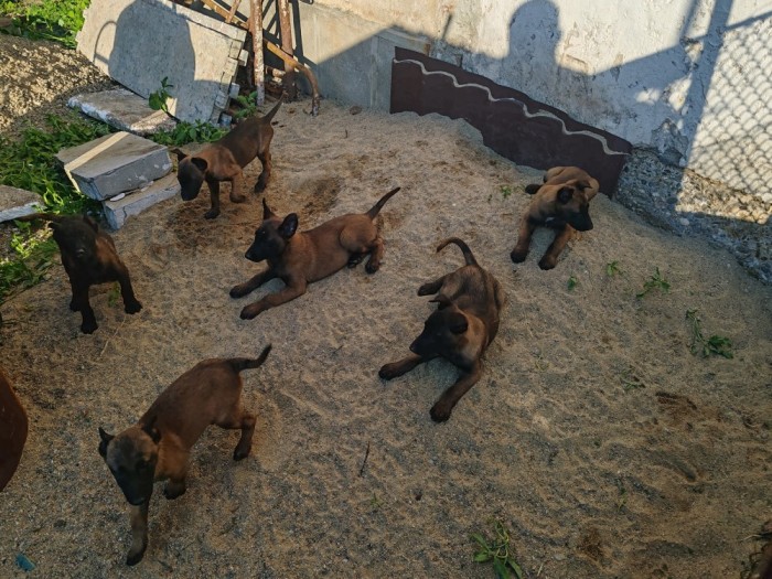 Belgian Malinois