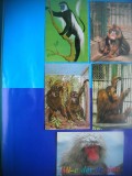 HOPCT LOT NR 439 MAIMUTA / MAIMUTE -FAUNA -5 CARTI POSTALE-NECIRCULATE