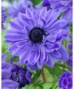 Anemone, Coronaria Lord Lieutenant, Albastru, 5/6, 1 Bulb, Oem