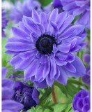Anemone, Coronaria Lord Lieutenant, Albastru, 5/6, 1 Bulb