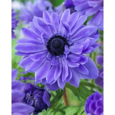 Anemone, Coronaria Lord Lieutenant, Albastru, 5/6, 1 Bulb