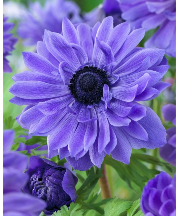 Anemone, Coronaria Lord Lieutenant, Albastru, 5/6, 1 Bulb