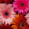 Fototapet de perete autoadeziv si lavabil Flori158 Gerbere multicolore, 270 x 200 cm