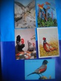 HOPCT LOT NR 1028 PASARI DIVERSE -FAUNA -5 CARTI POSTALE-NECIRCULATE