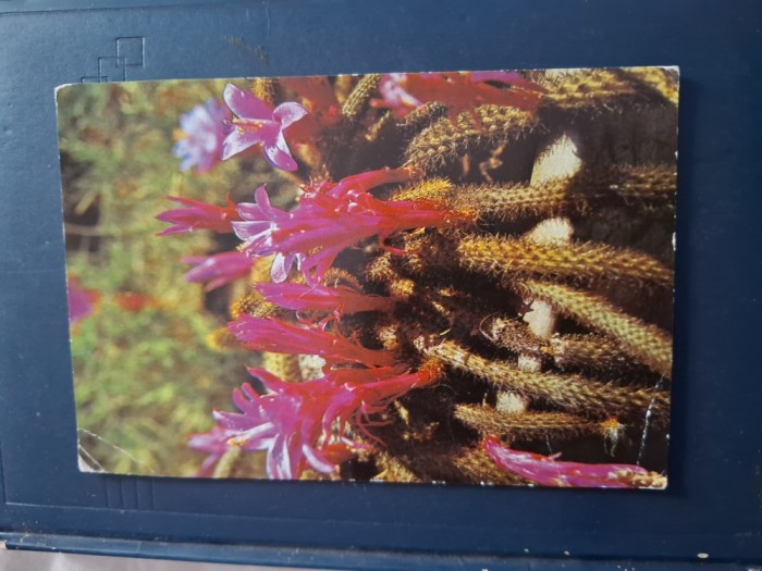 Carte postala flori