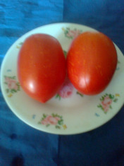 Seminte tomate oval alungite ROMEC 554 J foto