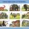LESOTHO 1998 - Animale salbatice / colita MNH