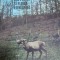 DIN FAUNA SI FLORA ROMANIEI- ION SIMIONESCU, BUC. 1981