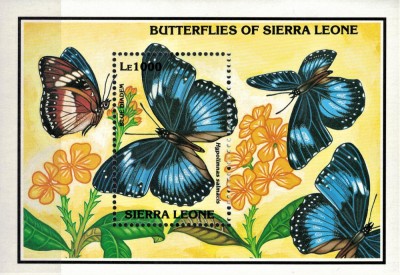 SIERRA LEONE 1993 - Fluturi/ colita MNH foto