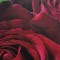 Jacques Barrau - The little book of roses (Editia: 2002)