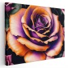 Tablou floare trandafir detaliu mov 1657 Tablou canvas pe panza CU RAMA 60x90 cm