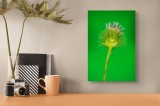 Tablou Canvas, "Florile spinoase ale naturii verzi", Spin, Verde, Florile, Teacă, Violete, Natură, Contrast, Fragilitate, Botanică, 26 x 39 cm, CMCLAS