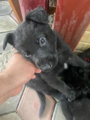 Pui caine lup ciobanesc alsacian complet negru talie mare foto