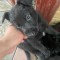 Pui caine lup ciobanesc alsacian complet negru talie mare
