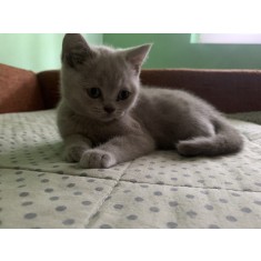 Cauti Pui pisica rasa British shorthair? Vezi oferta pe Okazii.ro
