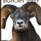 Bighorn Sheep