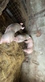 vand porci diverse marimi