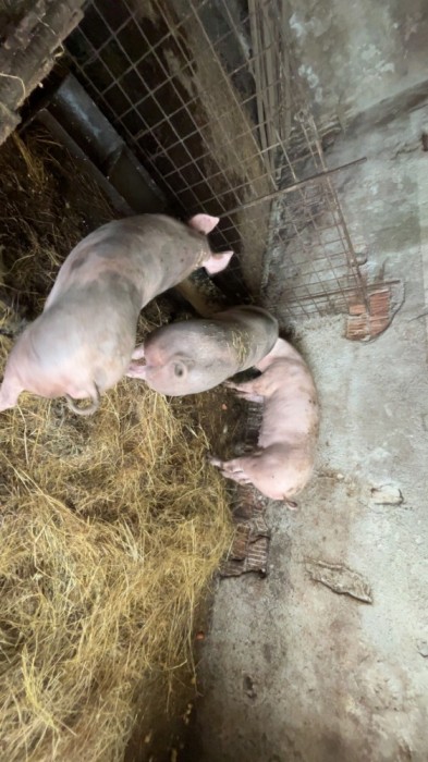 vand porci diverse marimi