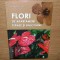 FLORI DE APARTAMENT TERASE SI BALCOANE -ADRIAN MARGARIT