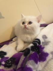 Pisicute British shorthair foto