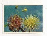 FA73-Carte Postala- RUSIA - Pravda, Dahlias flower, necirculata 1965