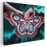 Tablou fluturi molie Atlas detaliu albastru maro 1599 Tablou canvas pe panza CU RAMA 70x100 cm