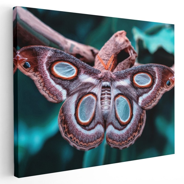 Tablou fluturi molie Atlas detaliu albastru maro 1599 Tablou canvas pe panza CU RAMA 80x120 cm