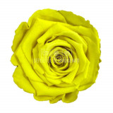 Trandafiri Criogenati XL YEL-05 (&Oslash;6-6,5cm, set 6 buc /cutie)