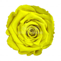 Trandafiri Criogenati XL YEL-05 (Ø6-6,5cm, set 6 buc /cutie)