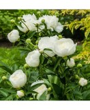 Planta Bujor, Paeonia Duchesse de Nemours C1,7, ghiveci 1l, Oem