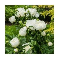 Planta Bujor, Paeonia Duchesse de Nemours C1,7, ghiveci 1l