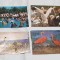 Pasari din Delta Dunarii - Carte Postala veche Lot x 4 bucati